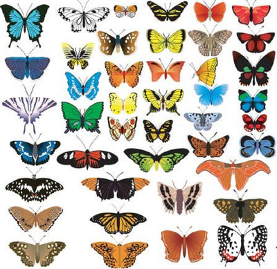 Wafer paper butterflies