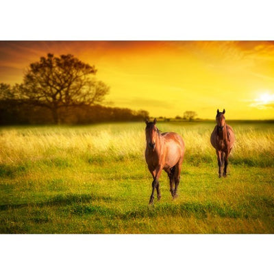 A4 Edible icing image Horse or Horses in field