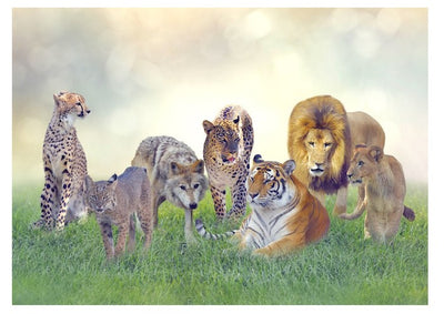 A4 Edible icing image Jungle Safari Big cats and wolf