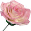 Example of a Pink rose with a green stem on a white background