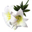 White gumpaste icing lillies with yellow throats and greenleaves