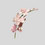 A single singapore orchid pink floral stem with several pale pink blossoms and buds on a plain light gray background. Made from gumpaste icing 