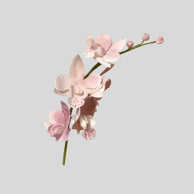 A single singapore orchid pink floral stem with several pale pink blossoms and buds on a plain light gray background. Made from gumpaste icing 