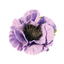 A single icing anemone flower with layered light purple petals and a dark brown center, isolated on a white background.