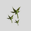 Three green star-shaped botanical calyx made of gumpaste with long stems, arranged on a plain light gray background.