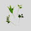 Four green botanical leaf sprigs arranged on a plain light gray background.