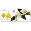 Arum Lily flower petal and leaf cutter set by Jem