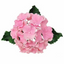 flower icing spray of pink hydrangeas