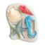 A silicone baking mould featuring sea-themed designs, including a blue seahorse, a yellow and blue starfish, a red spiral shell, and a beige scallop shell, shown on a white background.