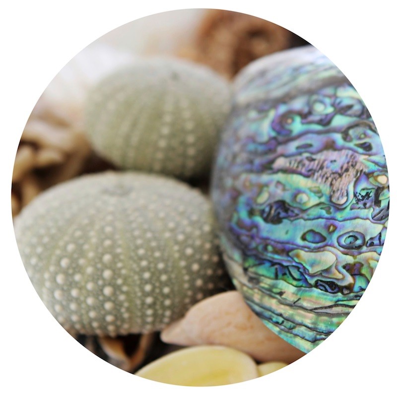 Design Sheet edible image Kina shells and paua