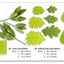 set 9 plastic leaf veining tools along with fondant gumpaste examples with measurements shown for each